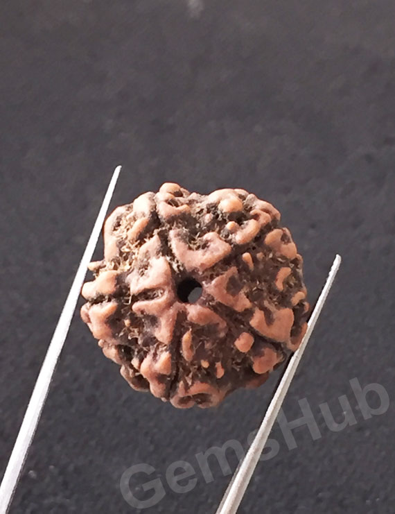 5 Mukhi Natural Certified Rudraksha Size- 20.70 mm Premium Quality